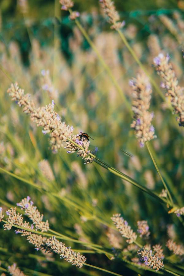 B&B Al Giardino Dei Laghi Revine Lago Buitenkant foto